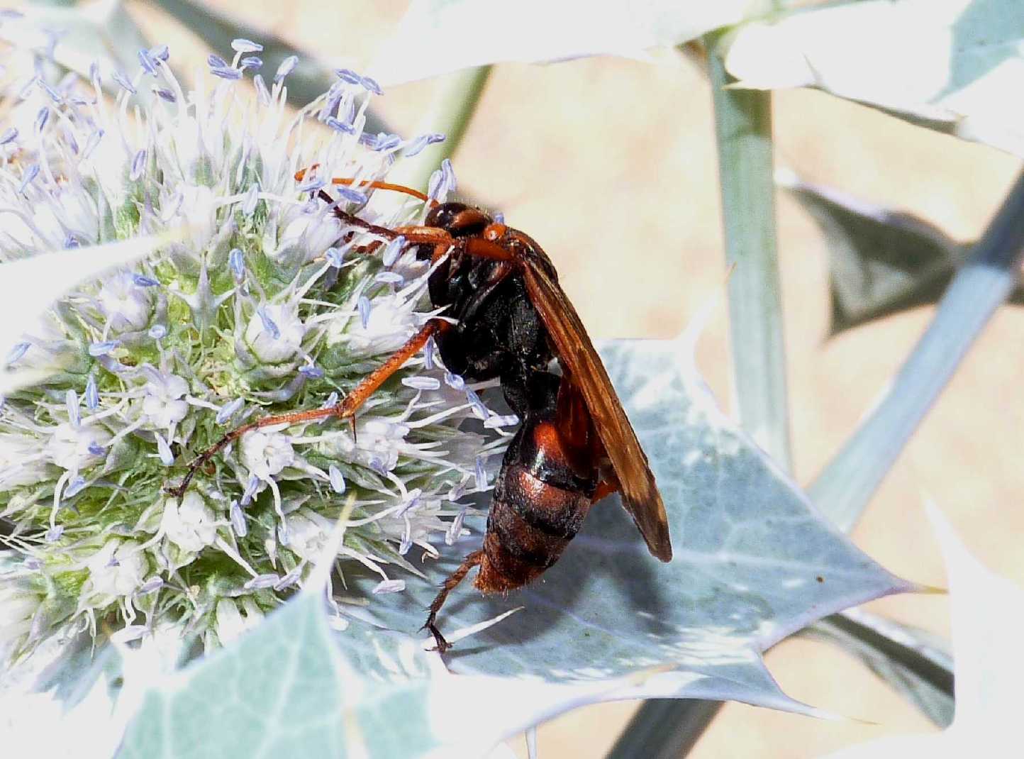 Cryptocheilus rubellus (Pompilidae)